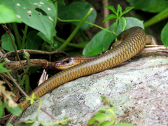 Plestiodon chinensis