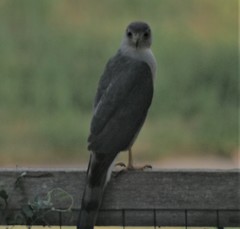 Accipiter cooperii