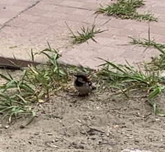 Passer domesticus