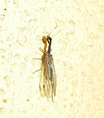 Dichrostigma flavipes