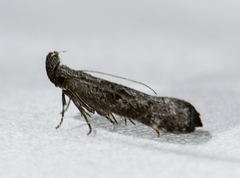 Dichomeris inversella