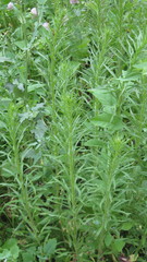 Erigeron canadensis