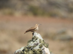 Geositta tenuirostris