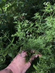 Trepocarpus aethusae