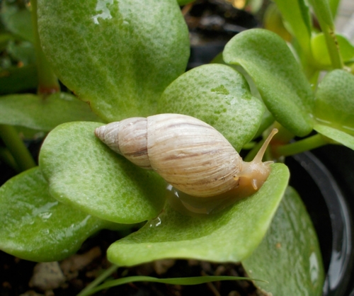 Mesembrinus hegewischi
