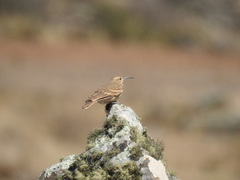 Geositta tenuirostris