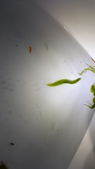 Apodichthys flavidus