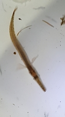 Aulorhynchus flavidus