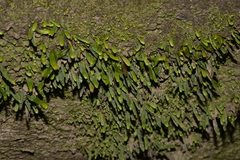 Grammitis stenophylla