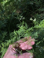 Trepocarpus aethusae