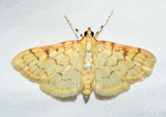 Polygrammodes flavidalis