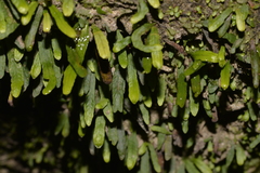 Grammitis stenophylla