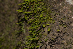 Grammitis stenophylla