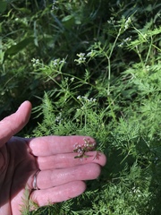 Trepocarpus aethusae