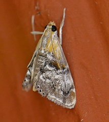Dicymolomia grisea