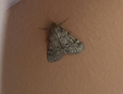 Aglossa pinguinalis