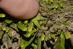 Grammitis stenophylla