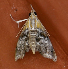 Dicymolomia grisea