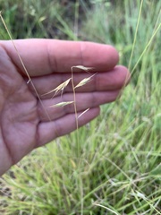Bouteloua repens