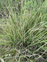 Bouteloua repens