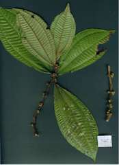 Image of Miconia approximata