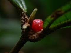 Miconia approximata