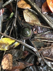 Caracolus
