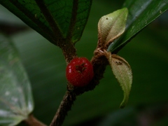Miconia approximata