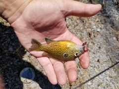Lepomis marginatus