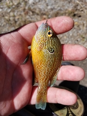 Lepomis marginatus