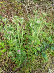Cirsium brevistylum