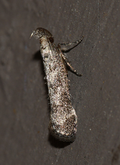 Dichomeris inversella