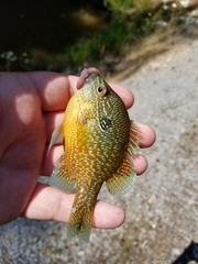 Lepomis marginatus