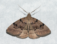 Zanclognatha dentata