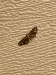 Eupithecia flavigutta