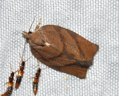 Argyrotaenia juglandana