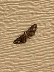 Eupithecia flavigutta