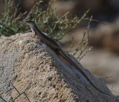 Heremites vittatus
