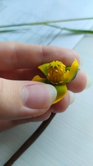 Nuphar pumila
