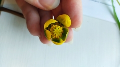 Nuphar pumila