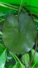 Nuphar pumila