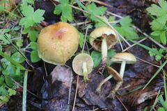 Pholiota elegans
