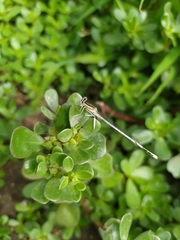 Platycnemis pennipes