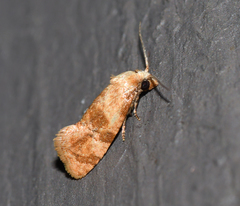 Cochylis bucera
