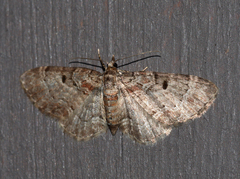 Eupithecia mutata