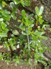Platycnemis pennipes