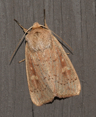 Leucania pseudargyria