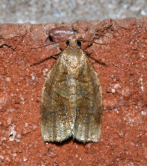 Choristoneura fractivittana