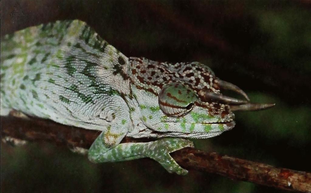 Owen's Chameleon