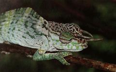 Owen's Chameleon photo 1